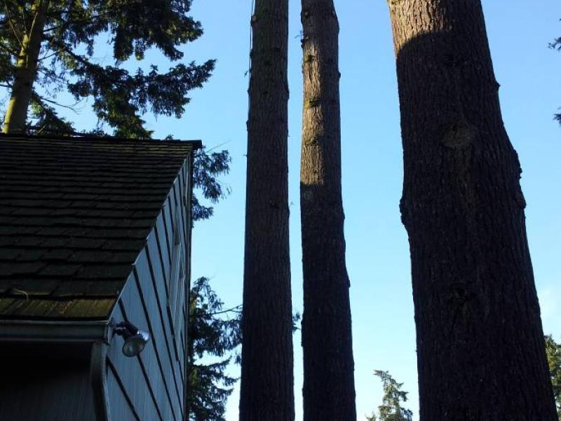 Tree Removal Services