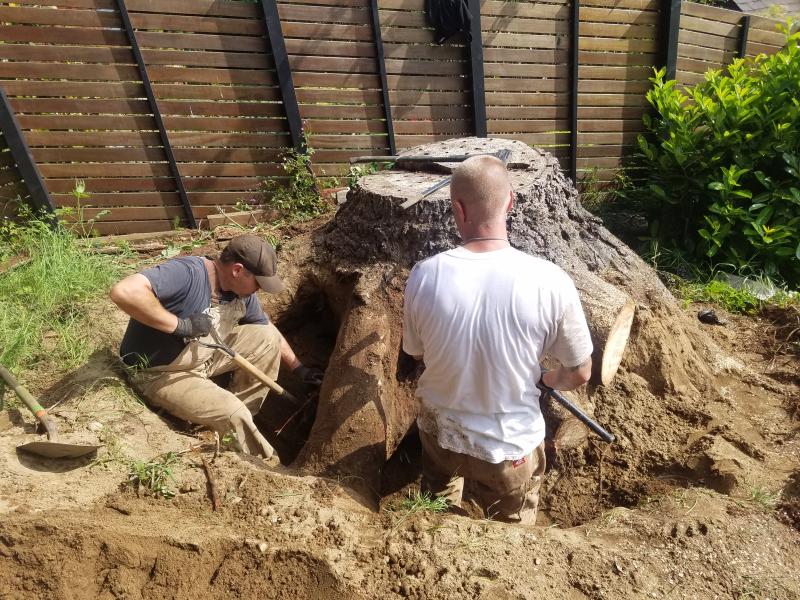 Tree & Stump Removal Work