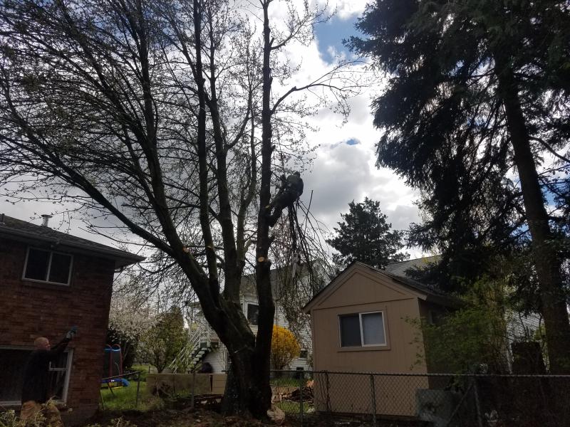 Tree & Stump Removal Services