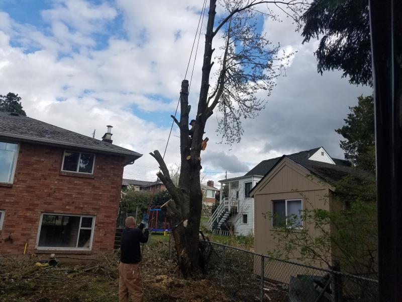 Tree & Stump Removal Services