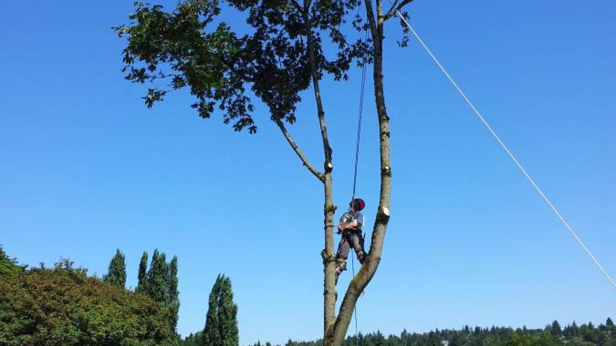 What are the costs for the tree work services?