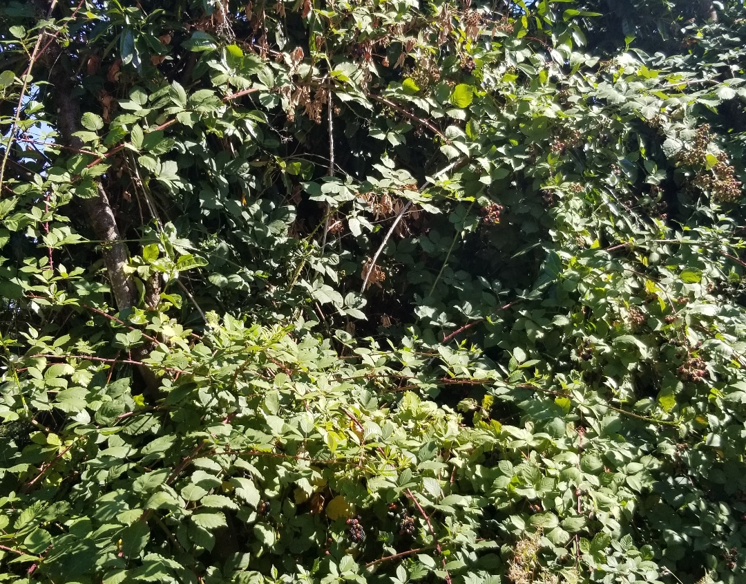 Bamboo Removal in Lake Marcel-Stillwater, Lake Marcel-Stillwater