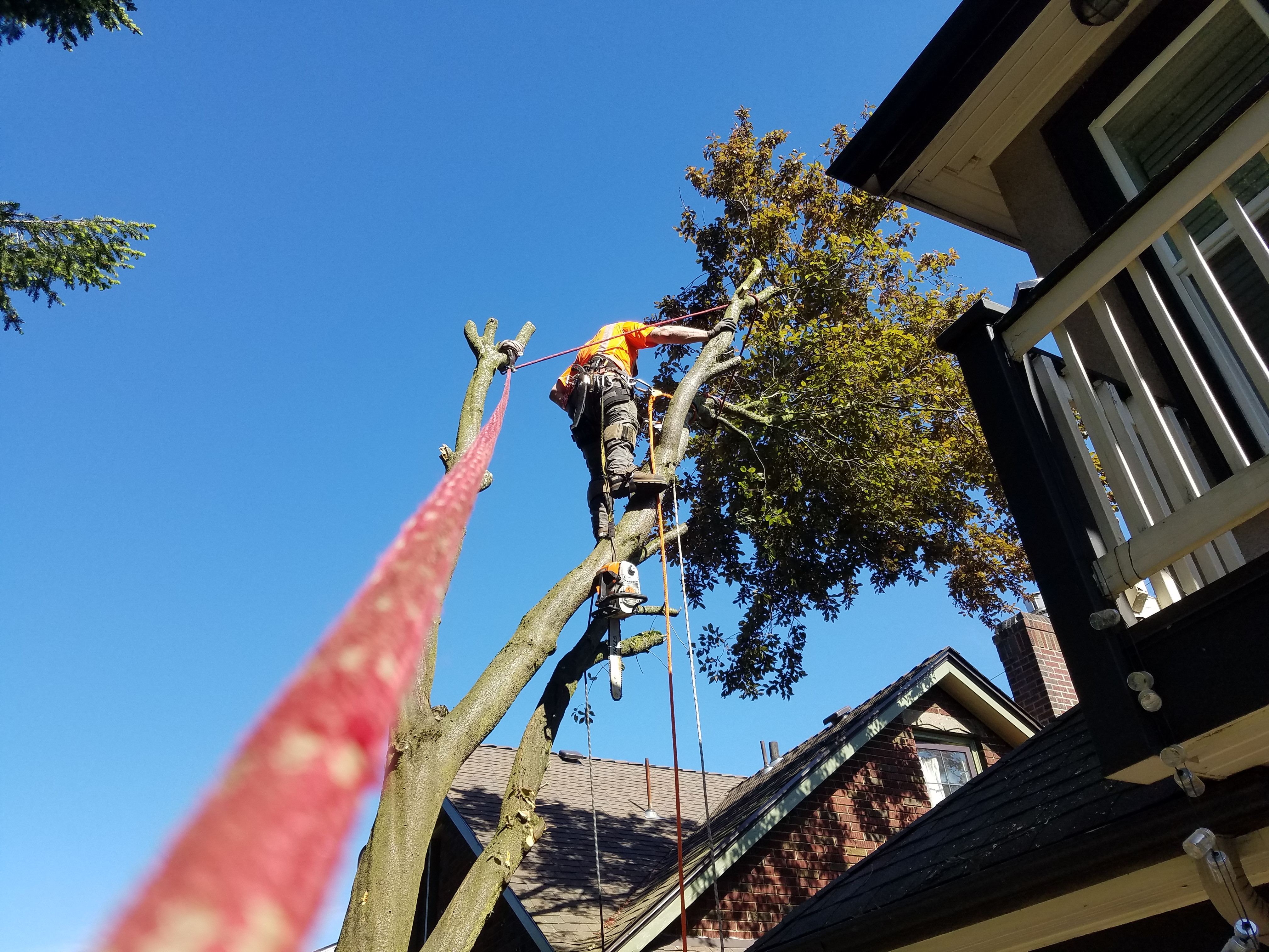 Stump Removal in East Renton Highlands, Renton