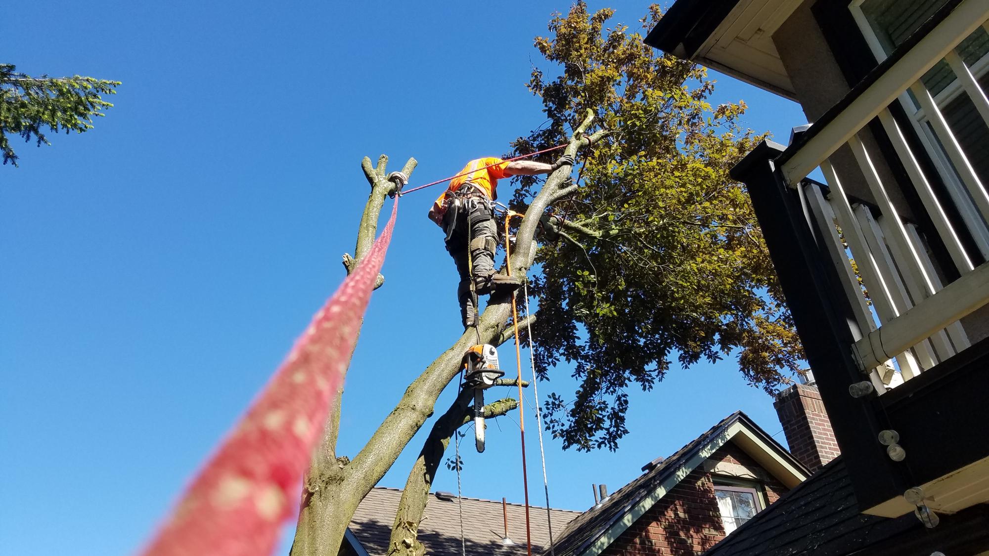 Tree Services in Shoreline, WA
